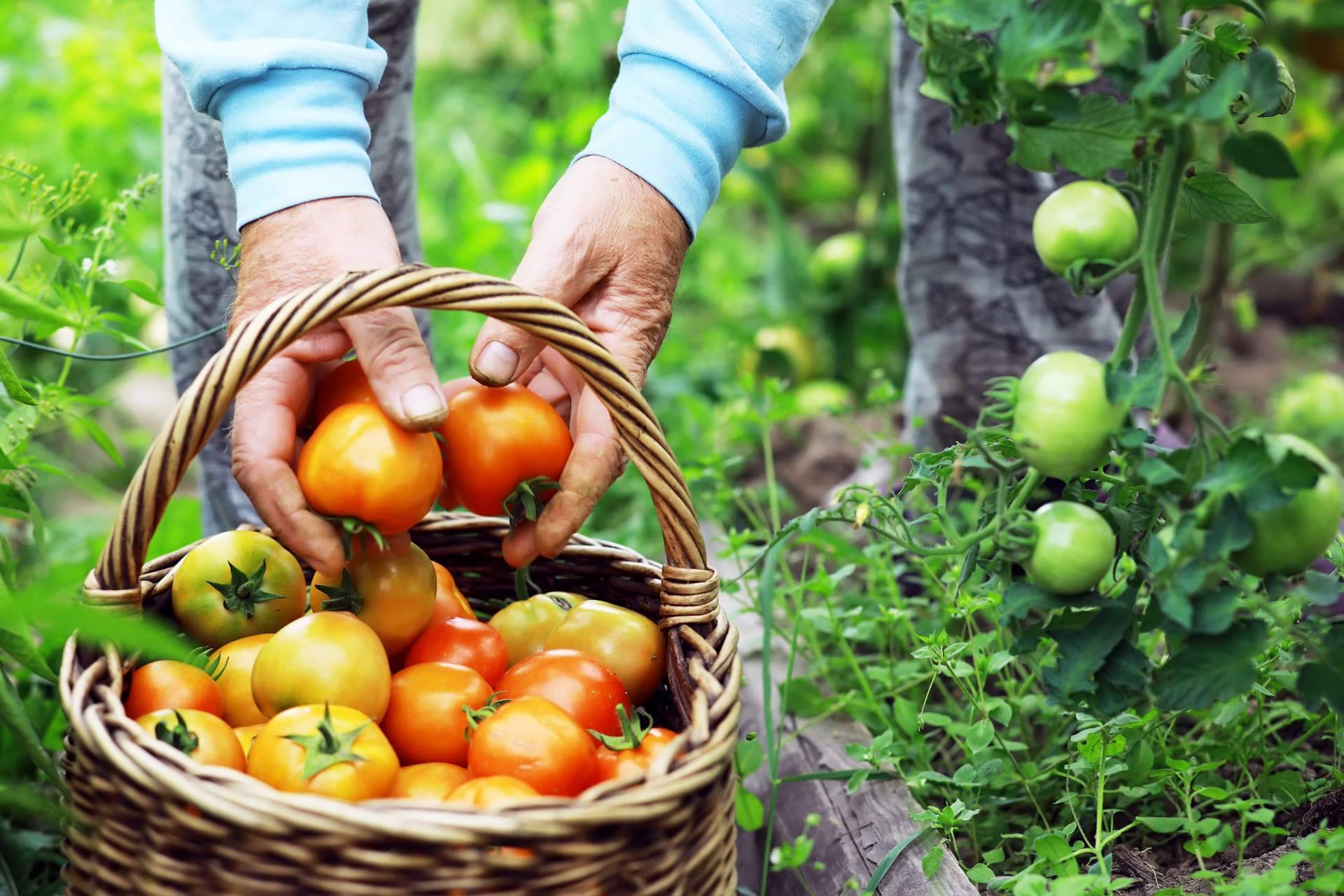 JGC Market ofrece una plataforma de marketplace para agricultores