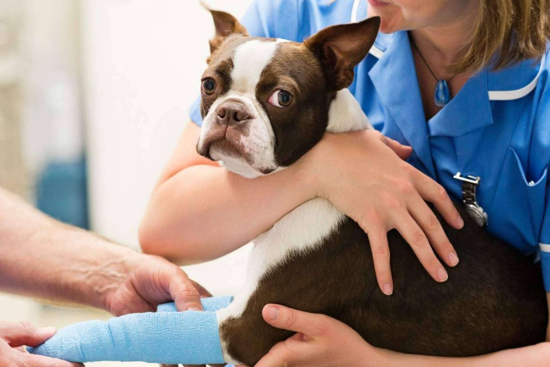 Regalar un curso de veterinaria estas fiestas, una apuesta por el amor y cuidado de los animales