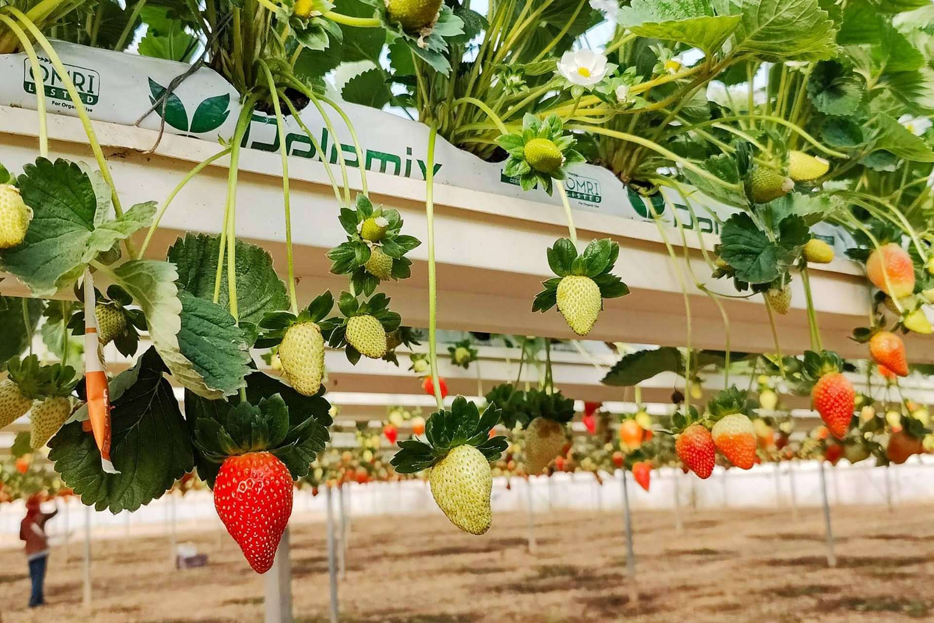 Agricultura sostenible, Pelemix refuerza su liderazgo en sustratos de coco de alto rendimiento