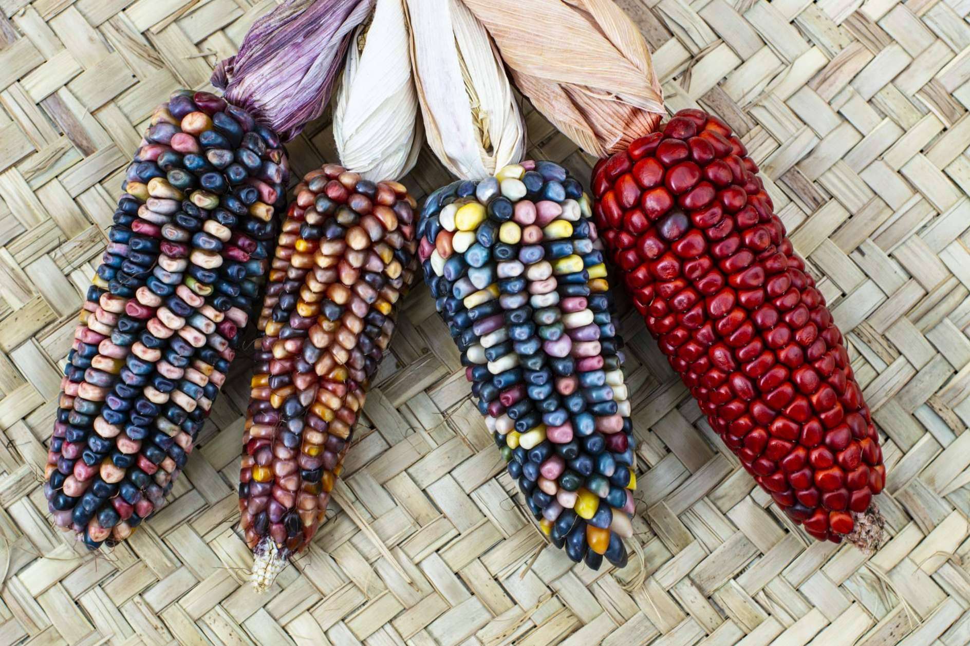 La Ruta del Maíz Maya, arte y alta cocina unidos en un tributo al maíz y la cultura mexicana