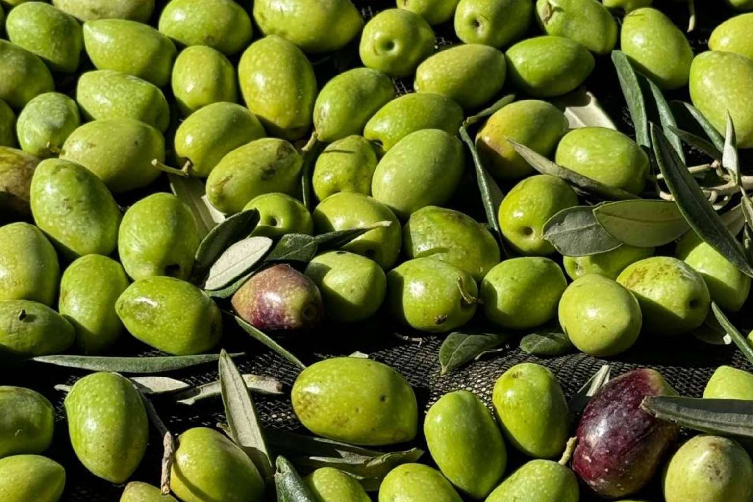 Tercio de las Torres, el aceite de oliva gourmet que define el sabor del Mediterráneo