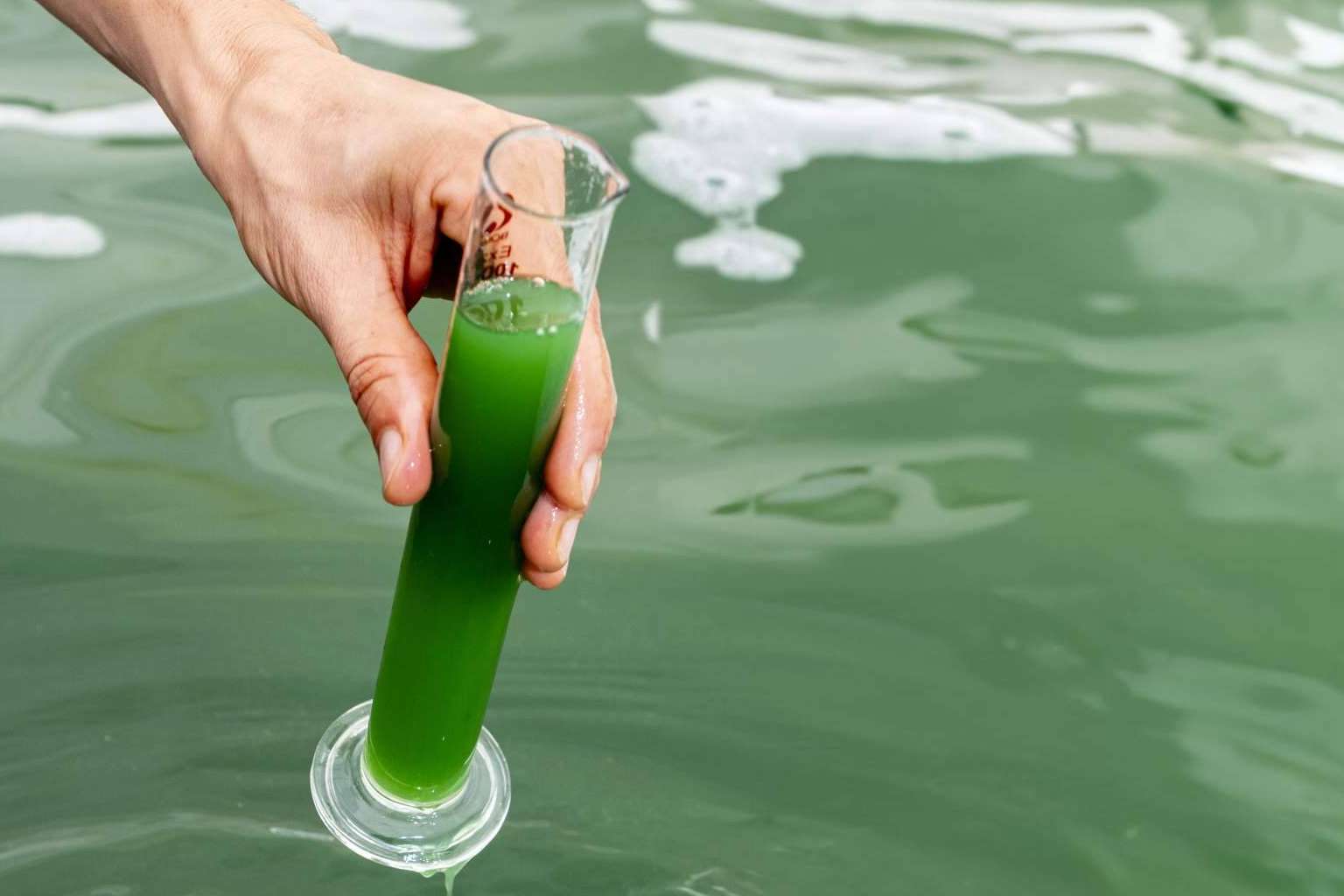 Blauver presenta su espirulina fresca como un producto clave en la alimentación del futuro