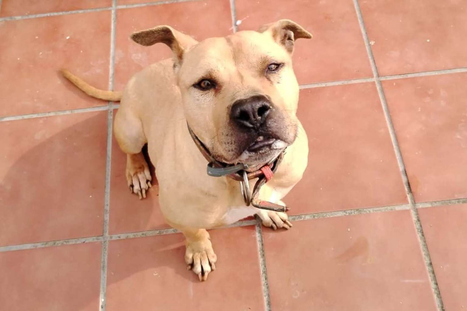 SOS Vidas alerta de las dificultades económicas para sostener el rescate de animales en situación de vulnerabilidad