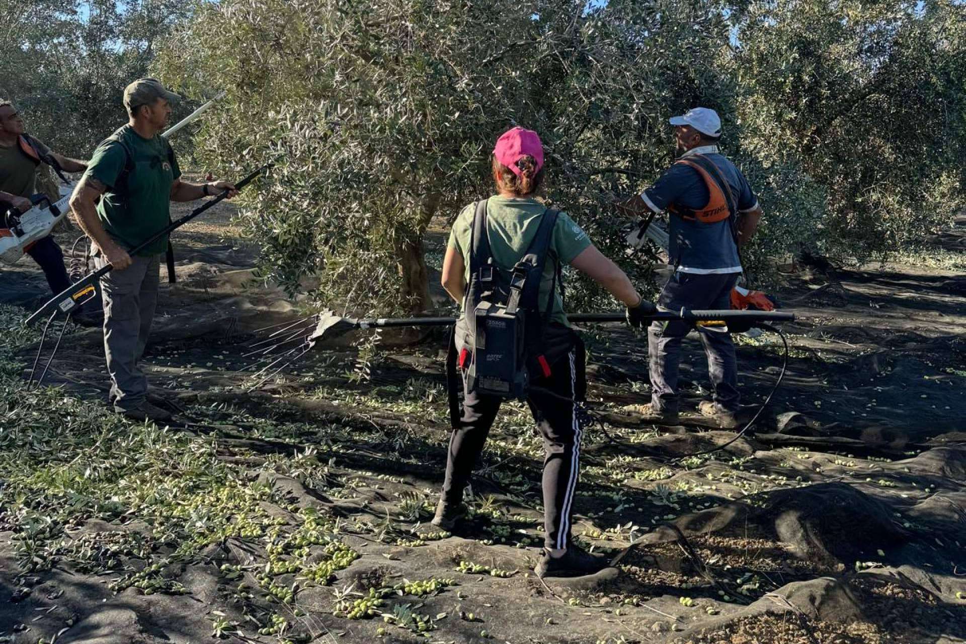 Tradición, excelencia y sabor; así se cultiva el aceite de oliva gourmet de Tercio de las Torres