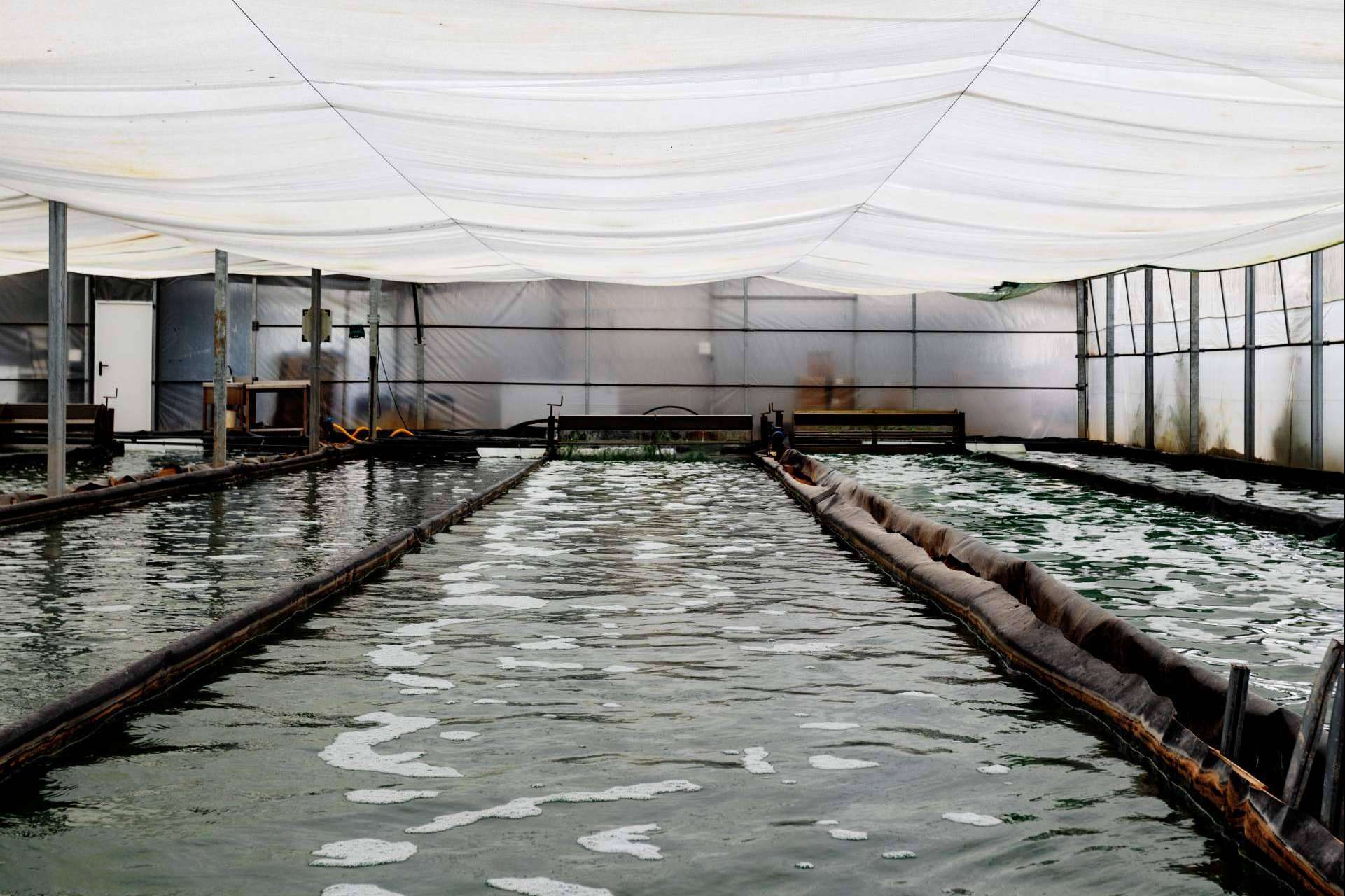 Usos y beneficios de la espirulina, por Blauver Foods