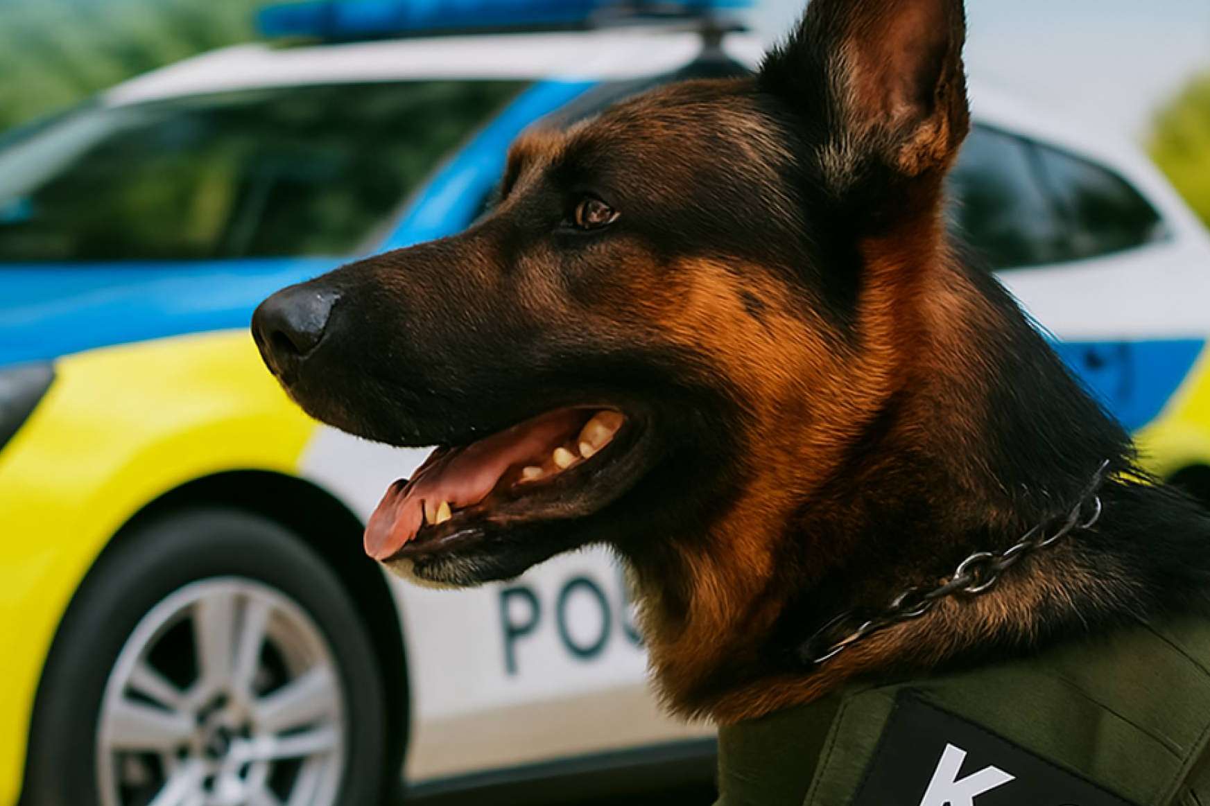 Innovación europea en la higiene dental canina; Kalzyme K9, el nuevo aliado de los cuerpos de seguridad