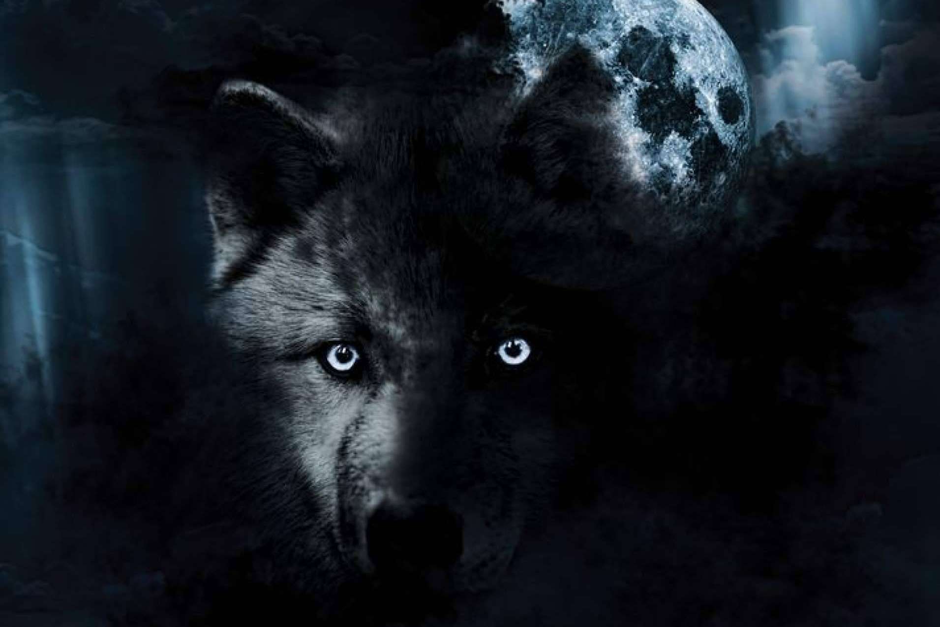 Diego de Membiela presenta 'LOBO – El solitario de la Montaña Palentina', una obra inspirada en el lobo ibérico