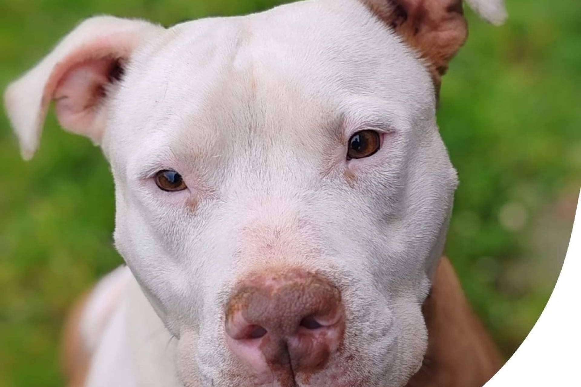SOS Salvando Vidas; refugio y esperanza para perros en situación crítica