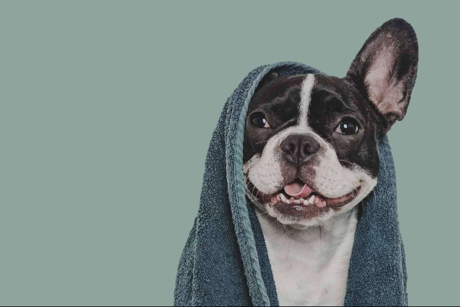 Formación especializada en peluquería canina; la apuesta presencial de Vetformación en Barcelona
