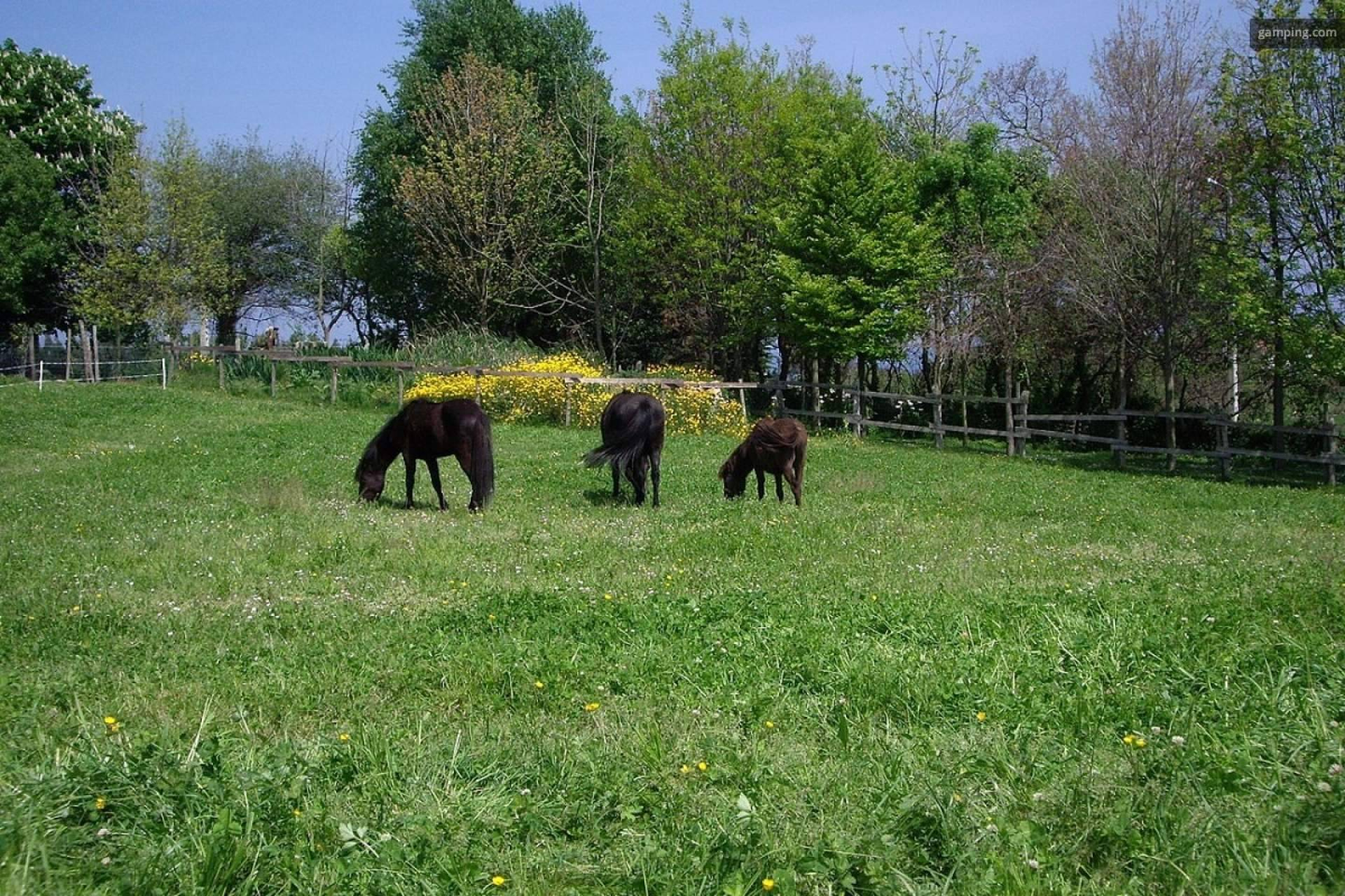 El Ecomuséu Ca l’Asturcón se posiciona como referente de ecoagroturismo en torno al poni asturiano