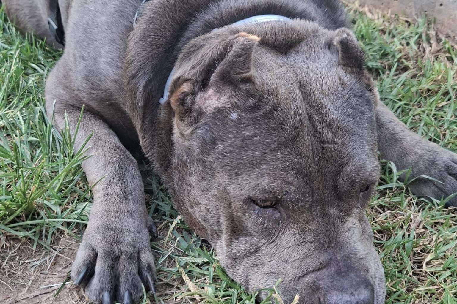 El abandono y el maltrato animal aumentan mientras SOS Salvando Vidas alerta de su límite operativo sin apoyos externos
