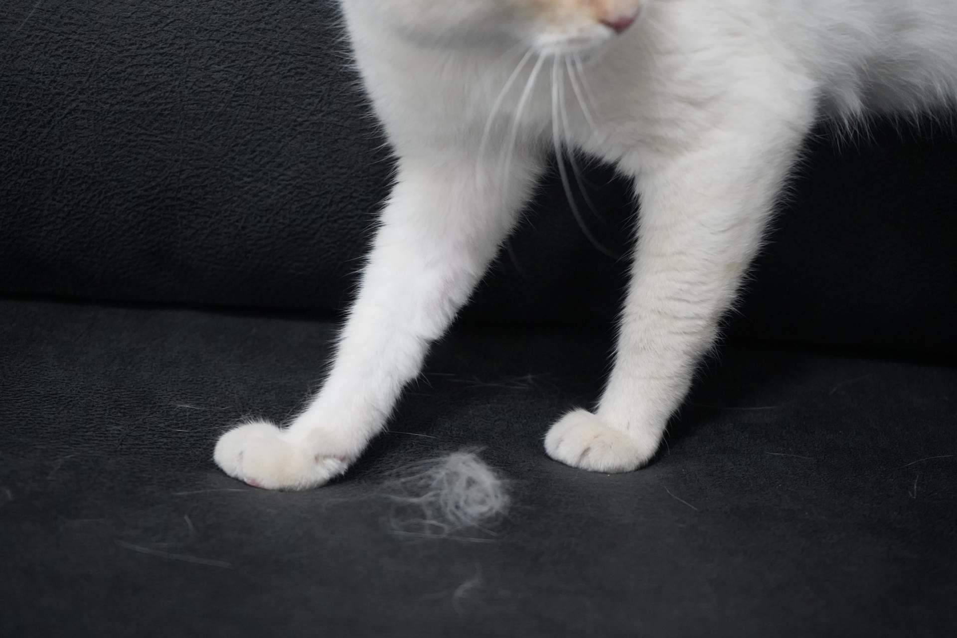 Sofás Valencia lanza sofás anti arañazos personalizables con tejidos resistentes para hogares con gatos
