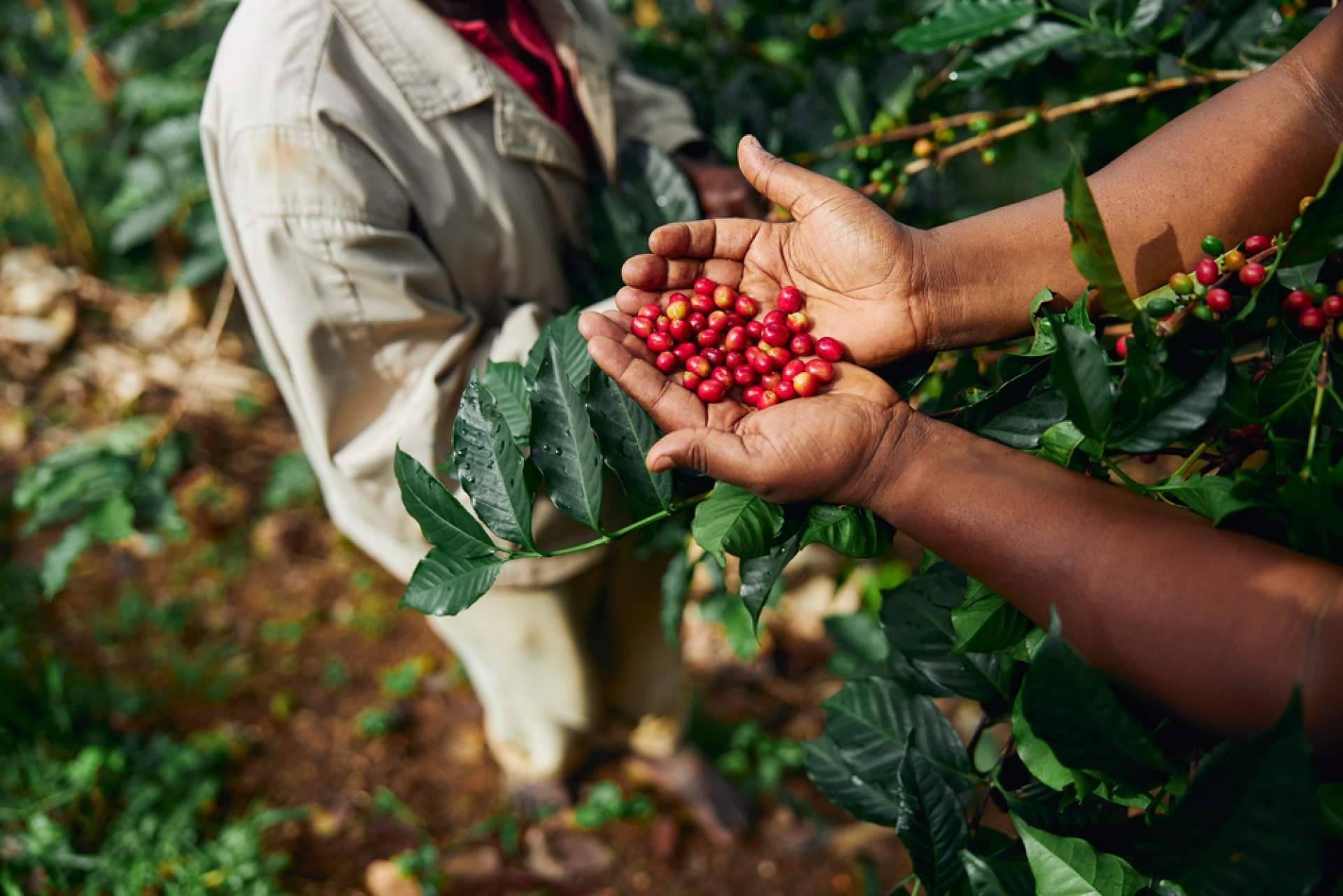 Café para oficina; una experiencia premium con grano de especialidad