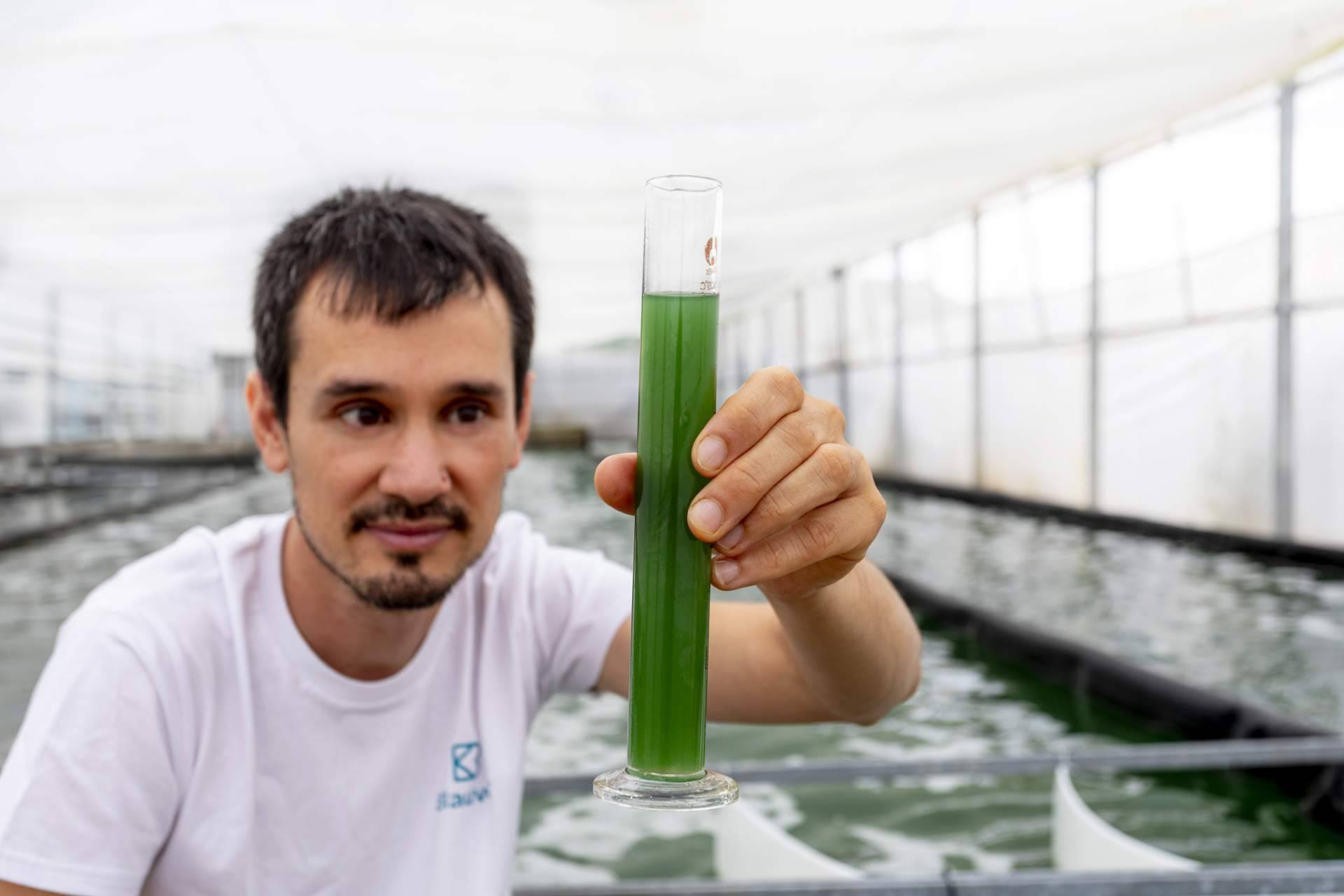 Catalunya impulsa la producción de espirulina fresca con ideas culinarias para todos los gustos