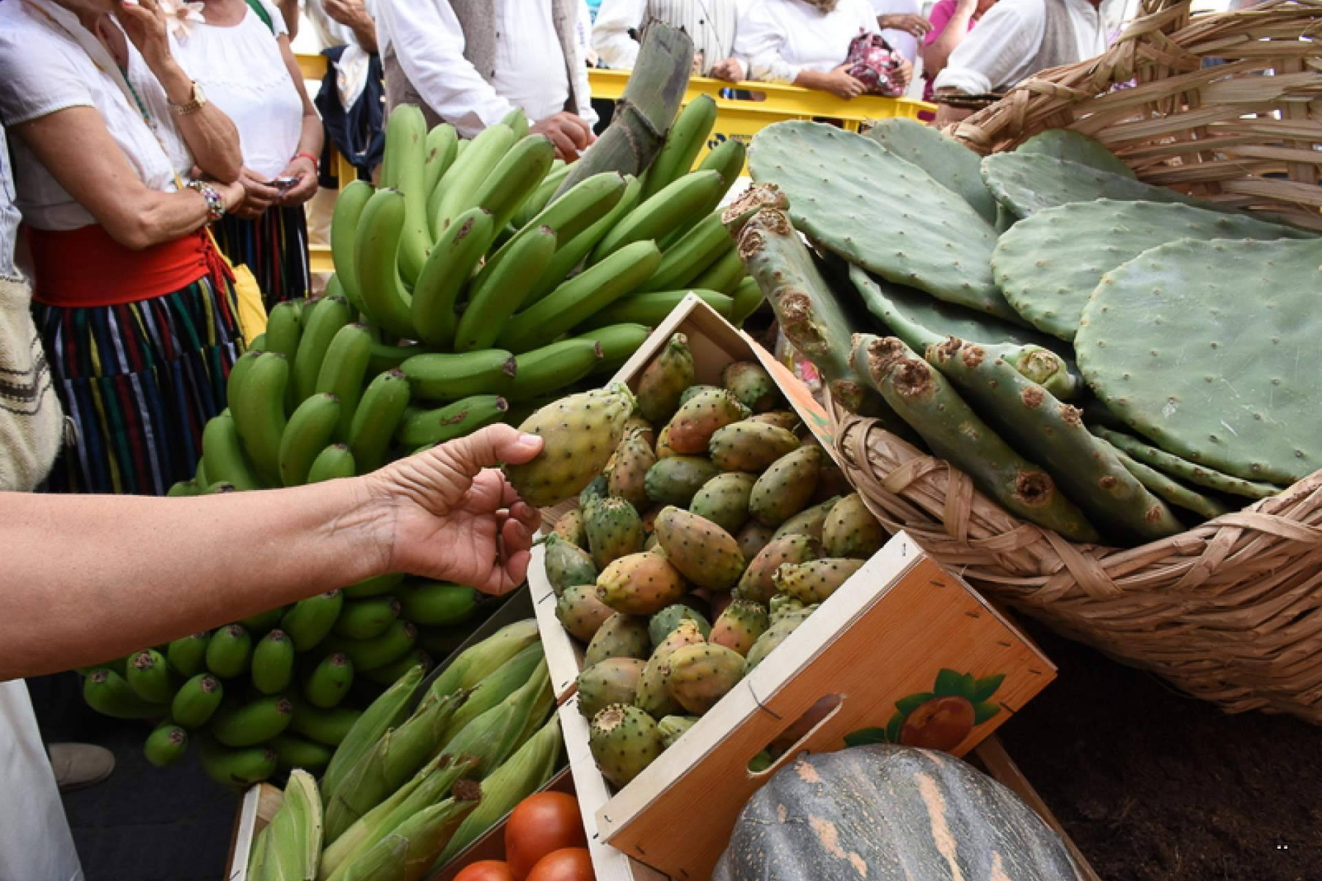 Las tradiciones canarias se viven en las Fiestas del Pino en Teror
