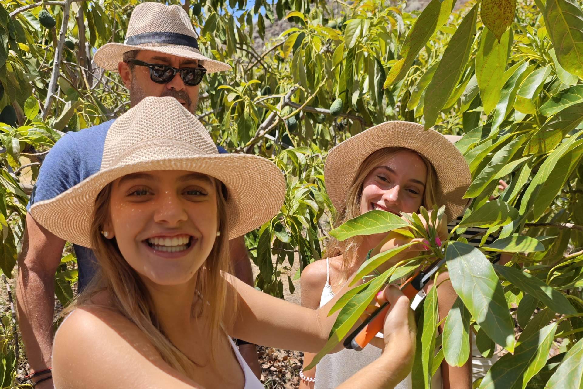 Tahodio Avocado Experience abre sus puertas el 22 de octubre; una inmersión sensorial en el corazón verde