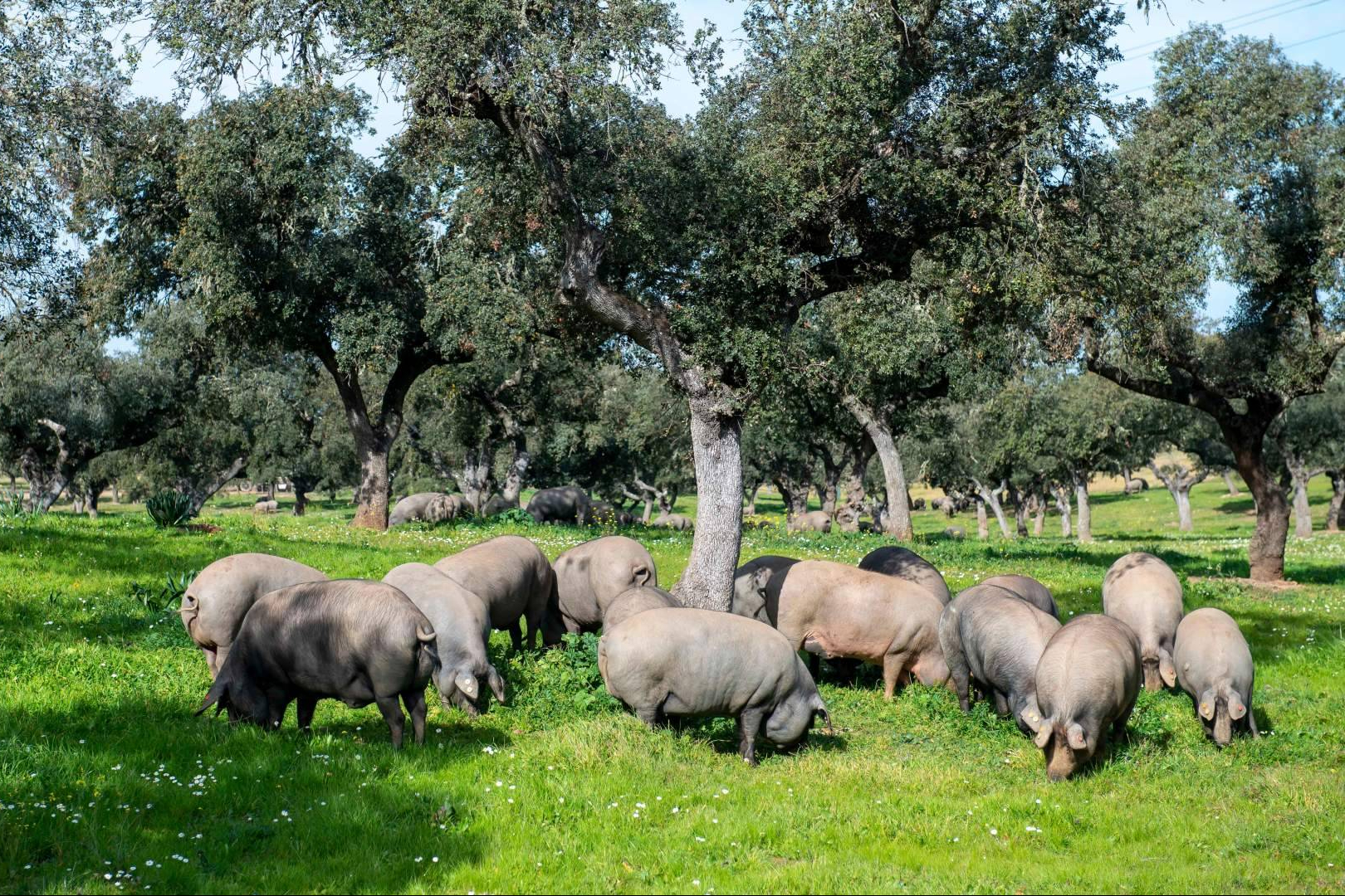 Adelantar la compra navideña permite acceder a uno de los mejores Jamónes de bellota 100% Ibérico y formatos exclusivos
