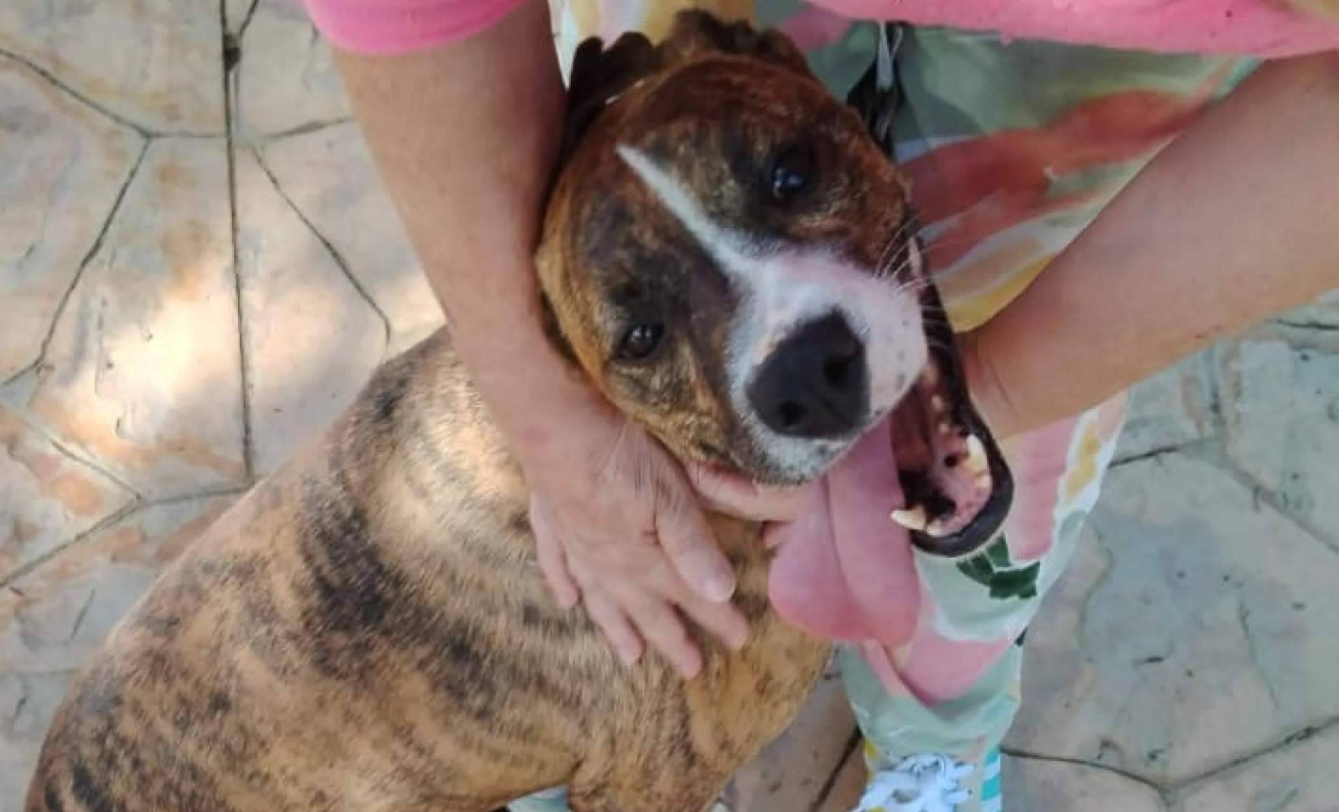 Acogida y adopción sin etiquetas, la lucha de SOS Salvando Vidas España por los perros más olvidados