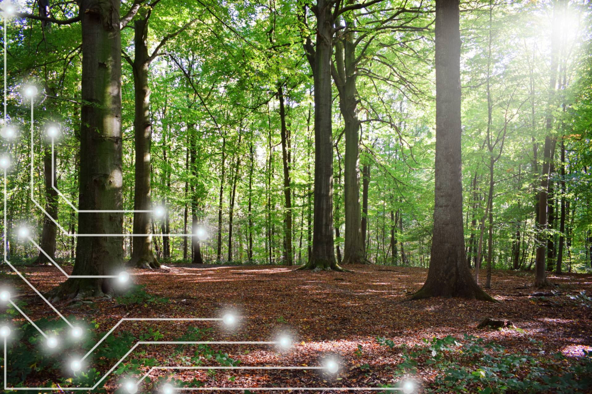 Tecnología, bioeconomía y monte; así se construye la nueva innovación forestal desde CO2GESTIÓN