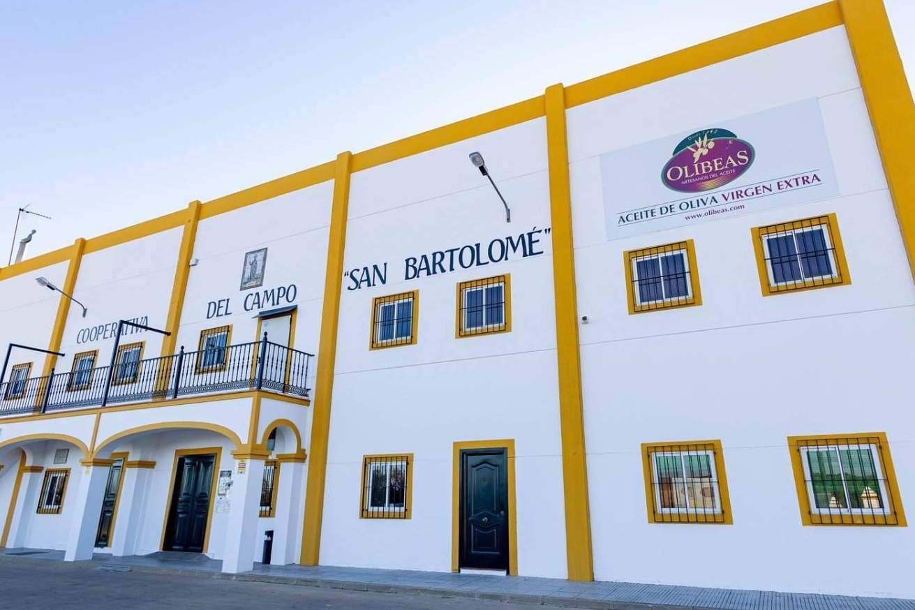 Nueva cosecha de AOVE; qué tener en cuenta antes de comprar aceite de oliva