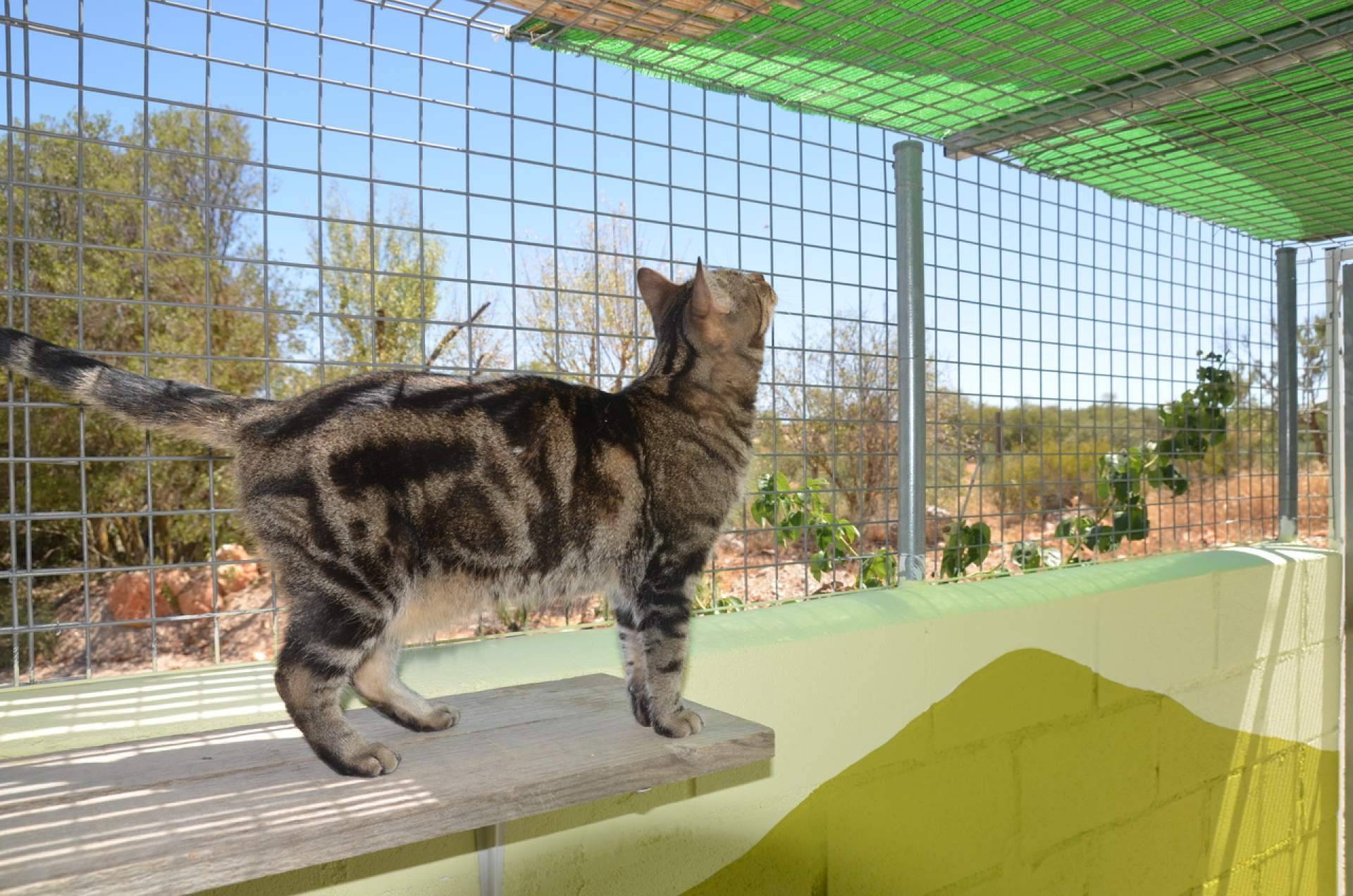 Guía para elegir una residencia de confianza para perros y gatos en Madrid