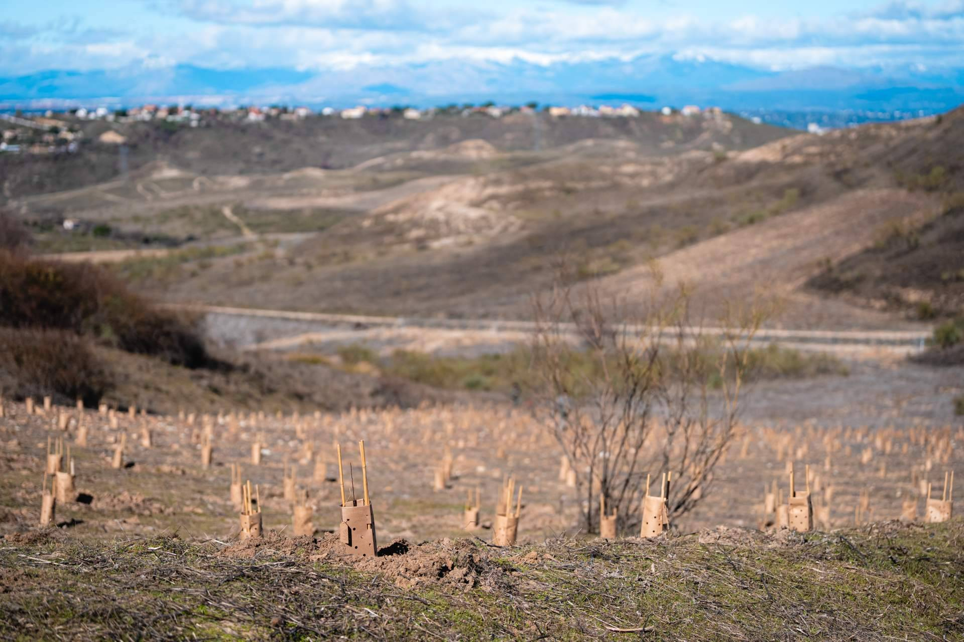 Día Internacional de los Bosques, la reforestación conecta empresas y territorios en la Comunidad de Madrid