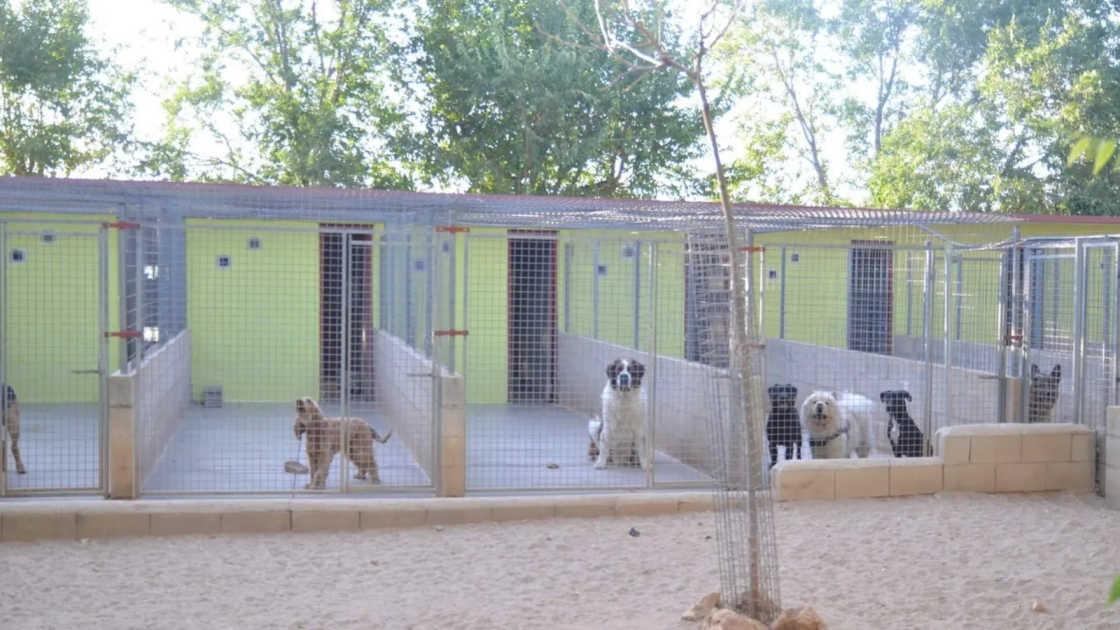 La demanda de residencias para mascotas aumenta este verano